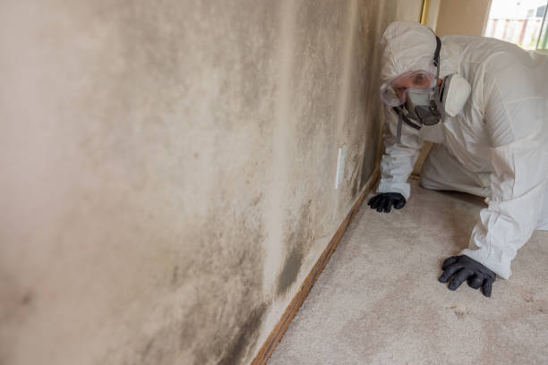 Best Emergency Mold Remediation in Lake Delta, NY